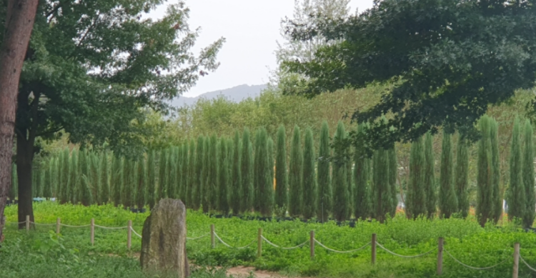 자라섬 꽃 페스타