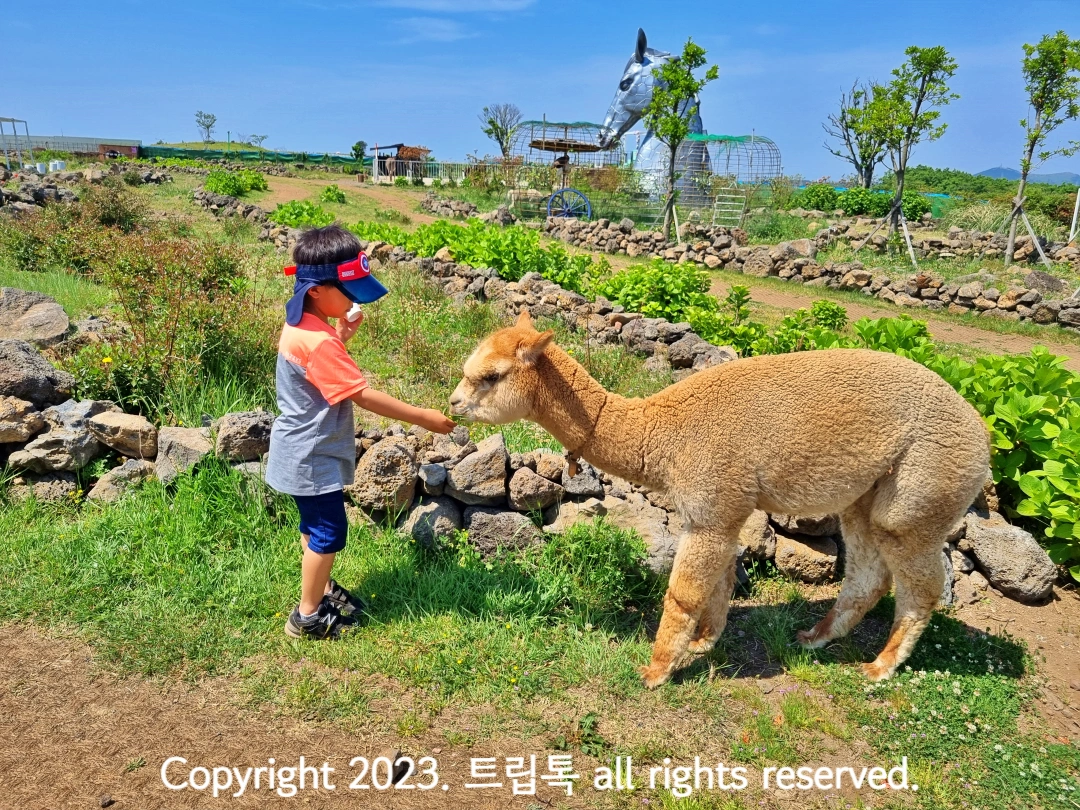 초록 농장에서 복실한 알파카에게 먹이는 주고 있는 아이
