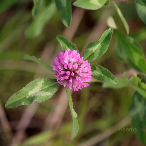 연보락색의 레드클러버 꽃
