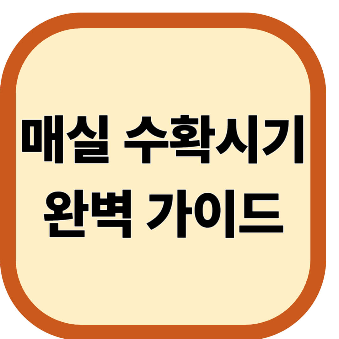 매실 수확시기 완벽 가이드