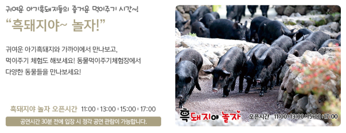 2025 휴애리 유채꽃 축제 흑돼지야 놀자