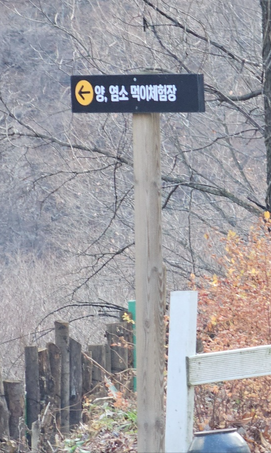 [24.11월] 아이와 평창 #1 - 모나 용평리조트 애니포레🏔️