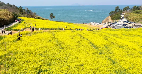 부안 수성당 유채꽃 히든스팟 개화시기_3
