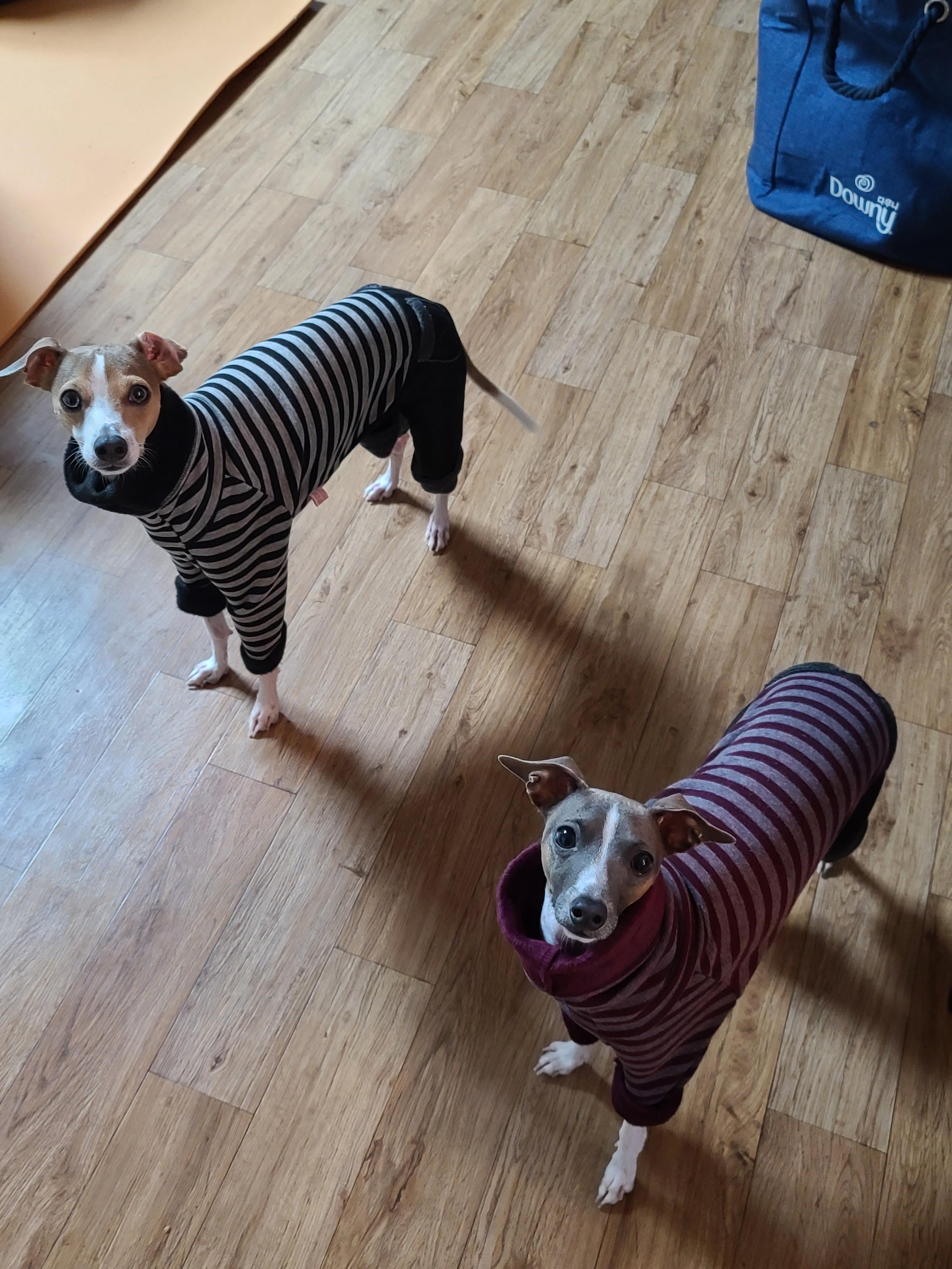 나는 강아지 조카들이 있다. 쏭! 팽!