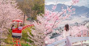 벚꽃개화시기 2024