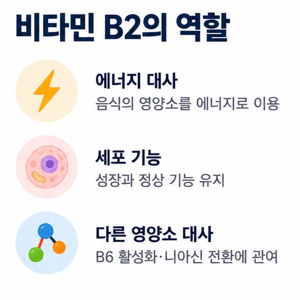 비타민 B2가 에너지 대사 세포 기능 다른 영양소 대사에 관여하는 역할을 정리한 인포그래픽