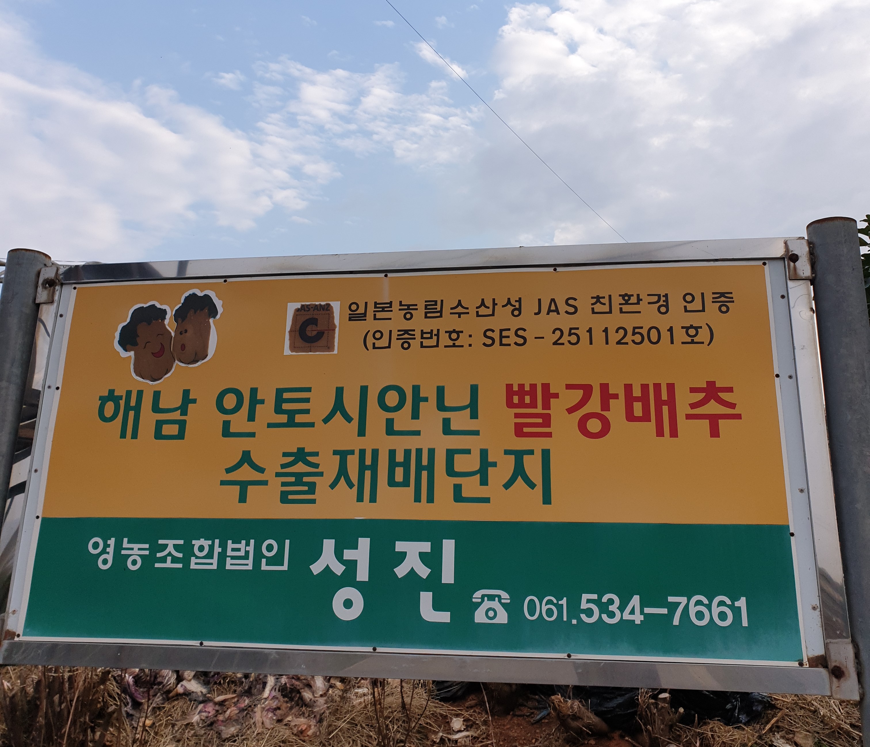 해남배추와 절임배추의 매력