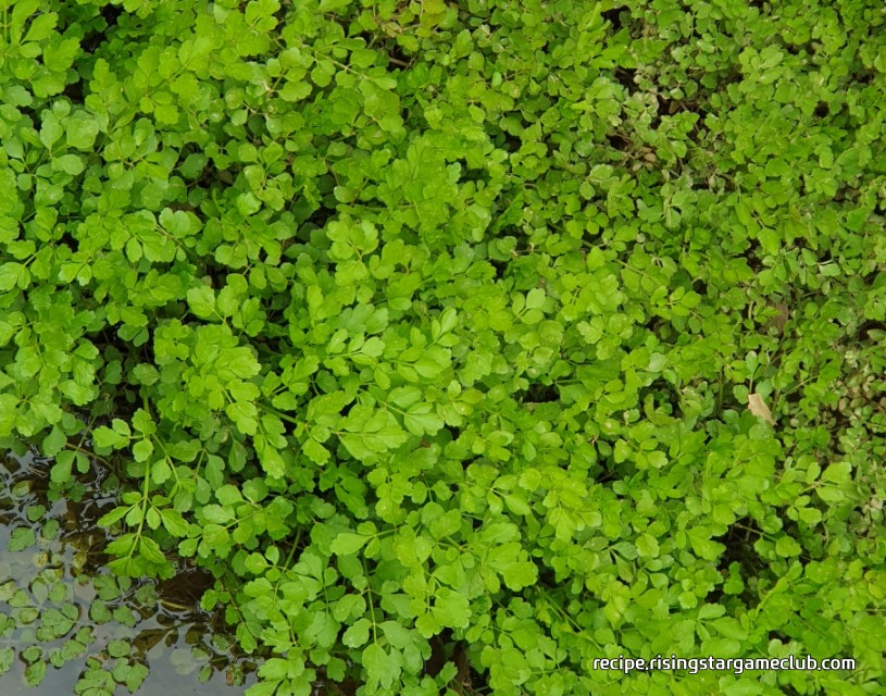 미나리가 습지에 자라 있는 사진