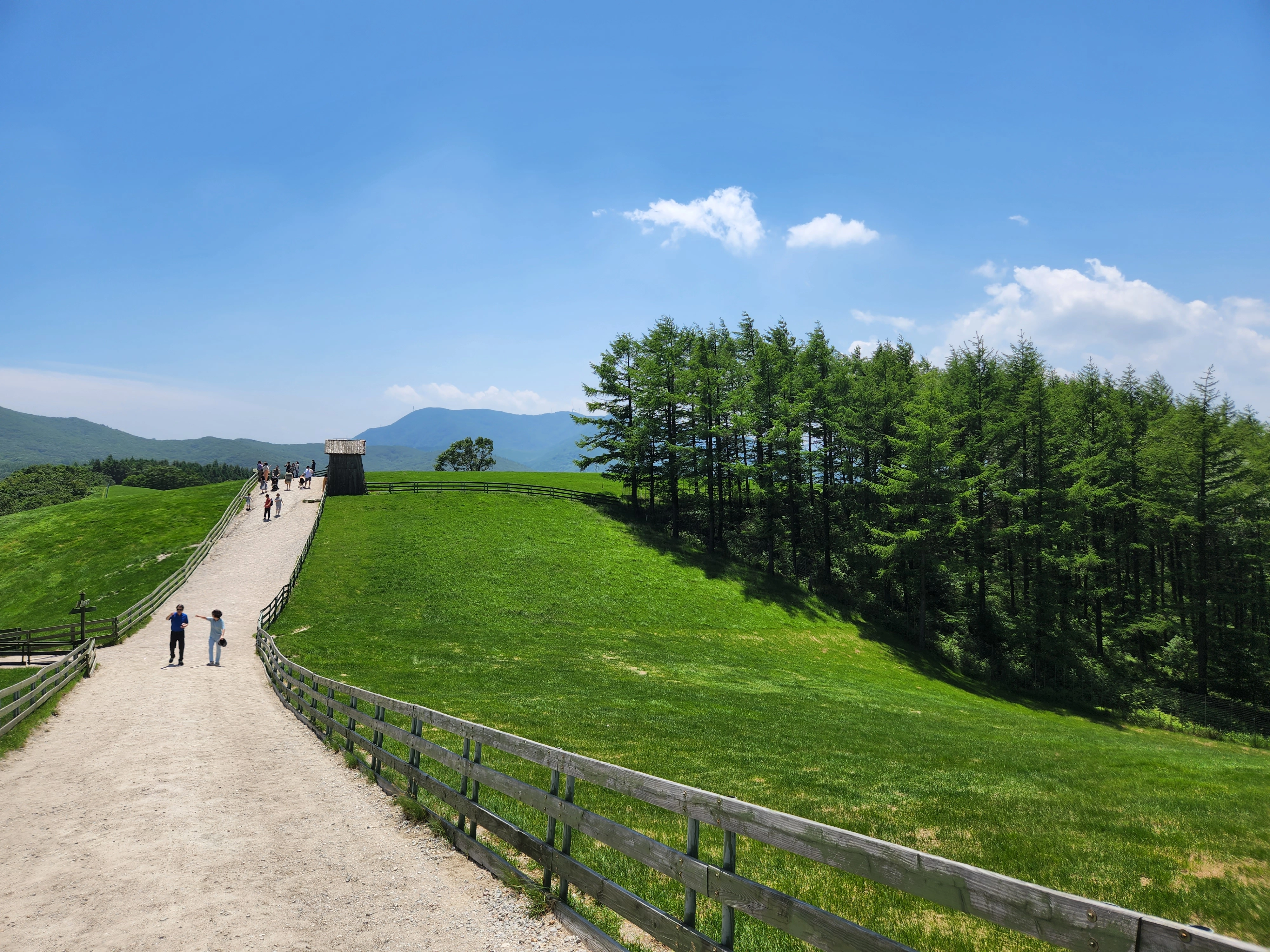 대관령_양뗴목장_풍경