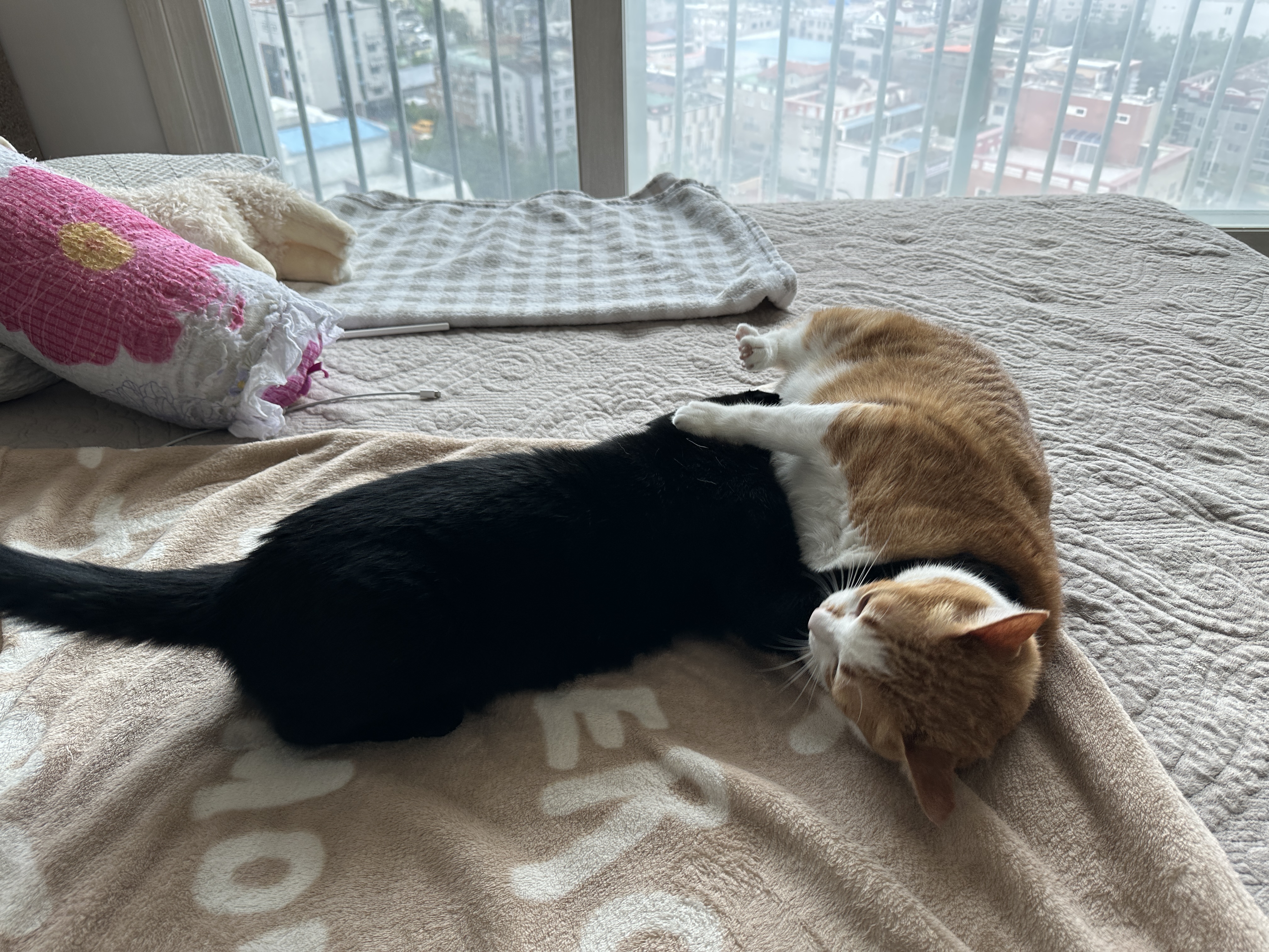 형아한테_어리광부리는_동생_고양이