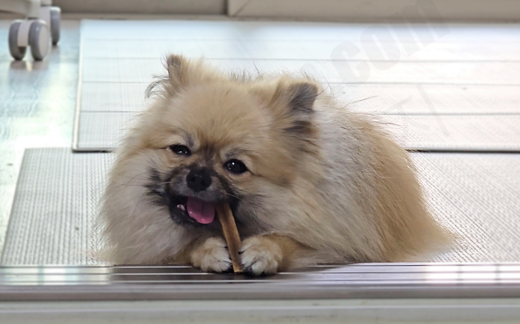 개껌 씹는 강아지