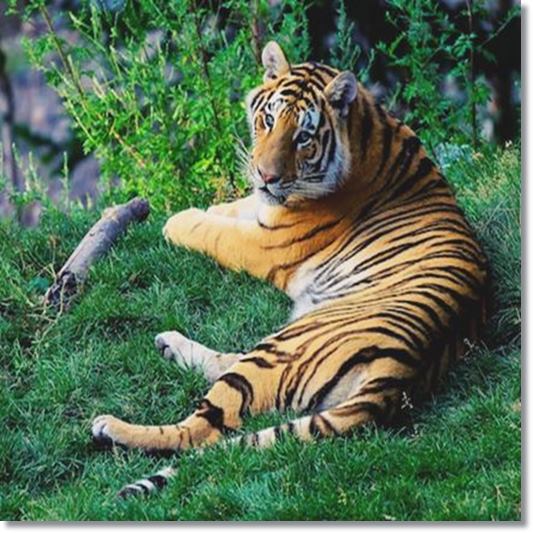 호랑이 연고에는 호랑이가 안들어 감