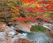 단풍여행 1박2일 버스 단풍구경