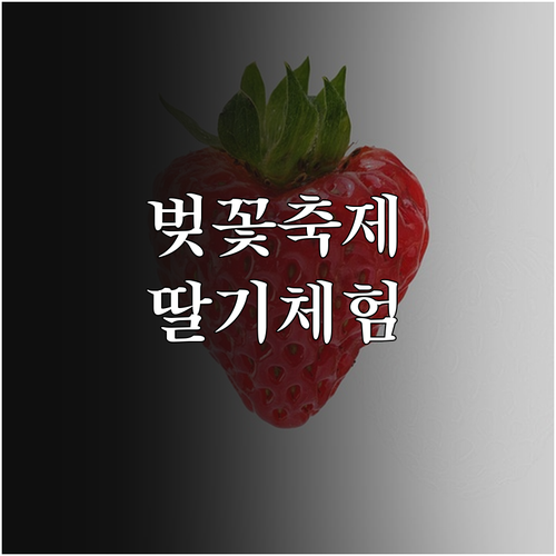2026 논산 벚꽃 축제 즐길 거리와..