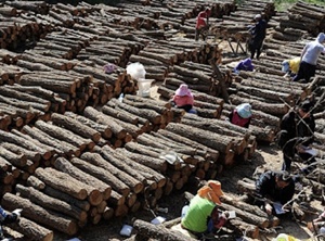 임업경영체 등록 조건 신청