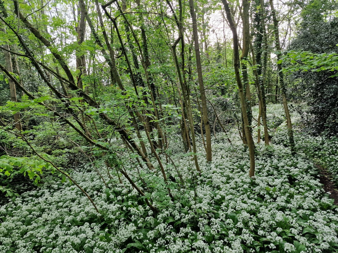Wild garlic