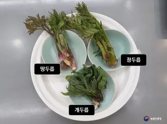 개두릅 참두릅 차이 섭취방법_21