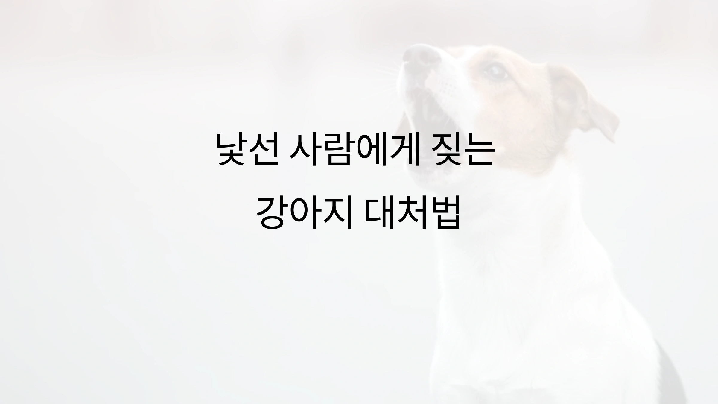 강아지가 낯선 사람에게 짖을 때 대처법