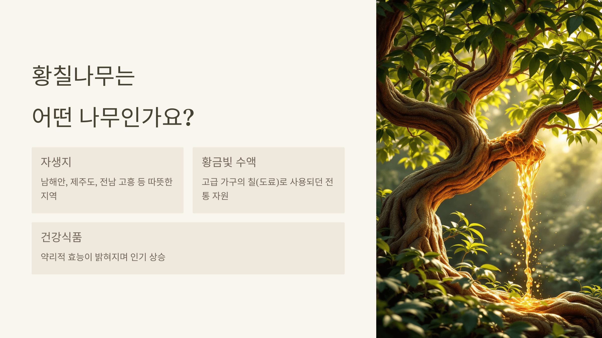 황칠나무 사진입니다.