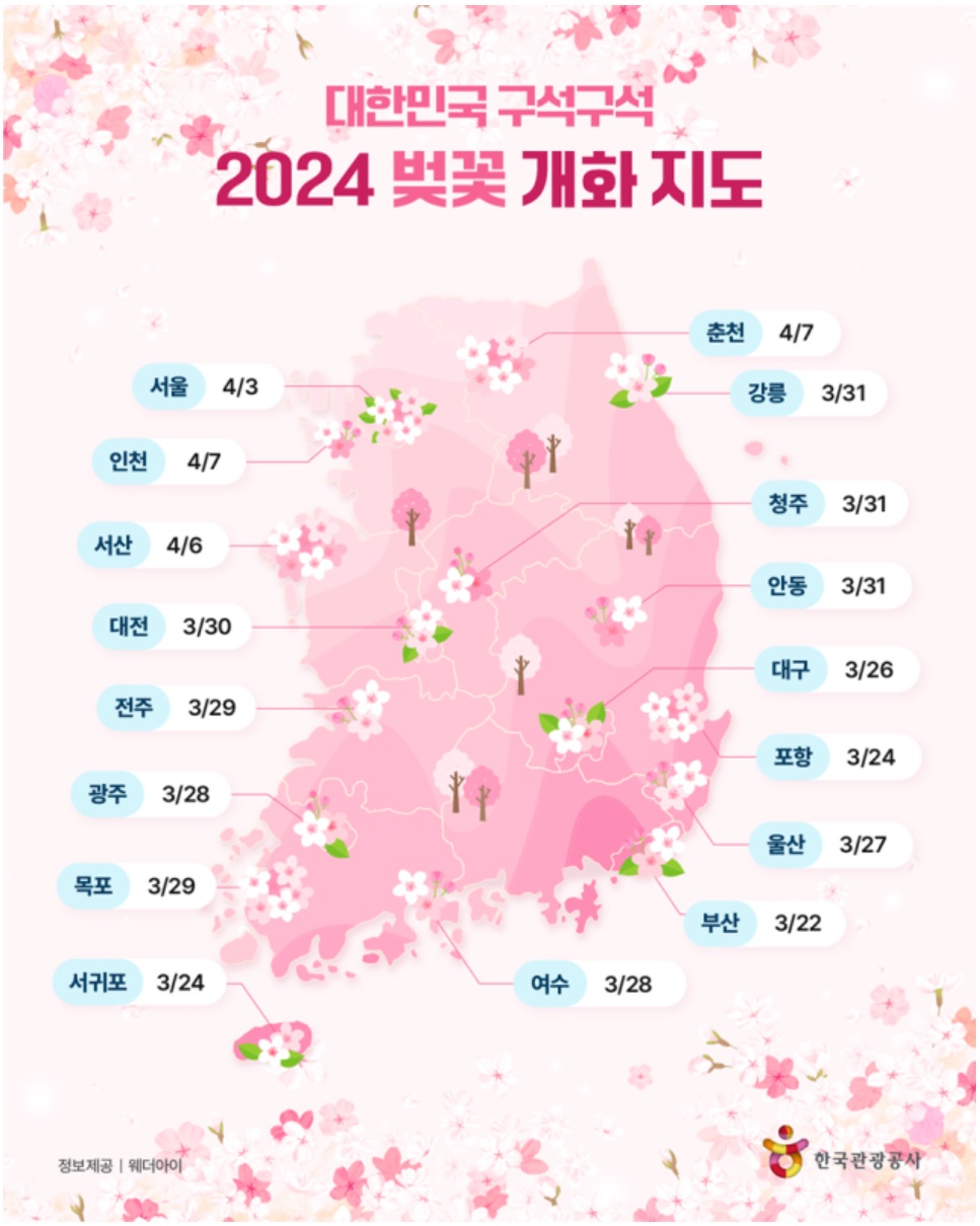 2024벚꽃개화시기