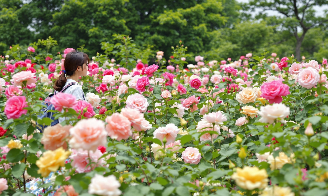울산대공원장미축제