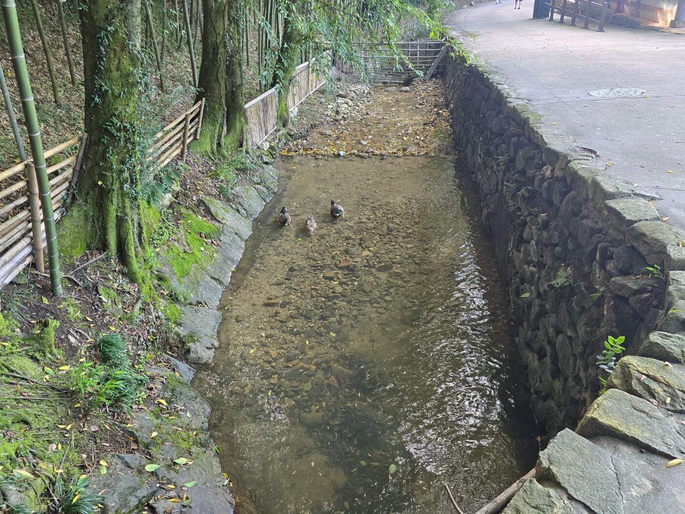 개울가의 오리3마리 2