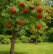 마가목 열매 효능