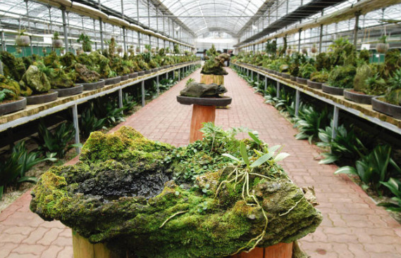 석부작 식물 추천 TOP 10 및 선택 시 참고 팁