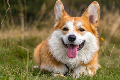 2025년 7월 개띠(생년별) 운세