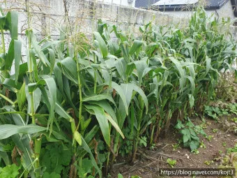 옥수수 키우는 법 품종 파종 수분수 당도 올리는 비결_5