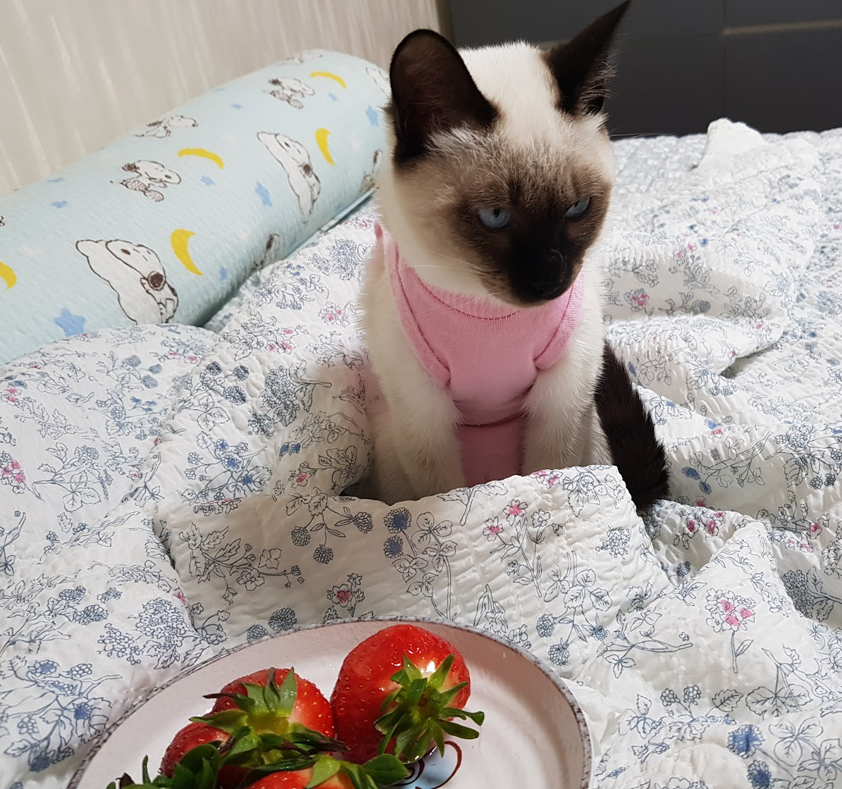 중성화 수술 후 환묘복을 입고 앉아있는 크림이(샴고양이)