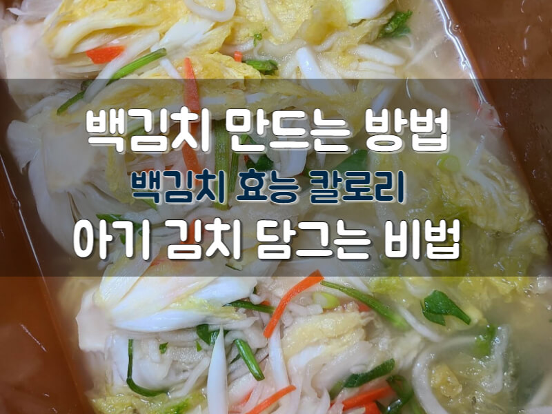 백김치 요리 레시피 백김치 담그는 방법 효능 칼로리 정리