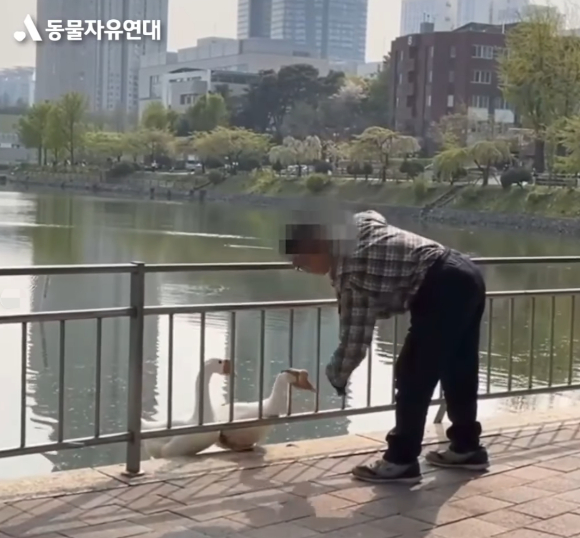 건국대 호수에 살고 있는 거위 '건구스'를 폭행한 60대 남성이 경찰에 붙잡혔다. 사진은 동물자유연대가 올린 남성이 거위를 폭행하는 모습. [사진=동물자유연대 인스타그램]