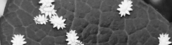 깍지벌레 없애는법: 발견