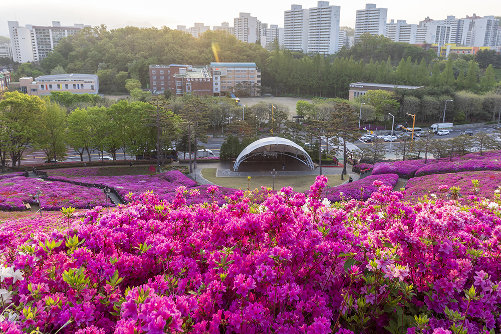 군포철쭉축제 이미지