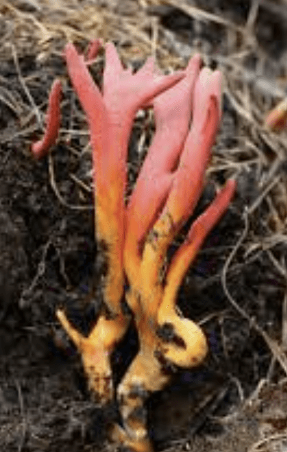 붉은사슴뿔버섯