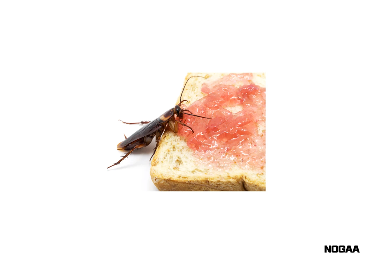 바퀴벌레 퇴치방법