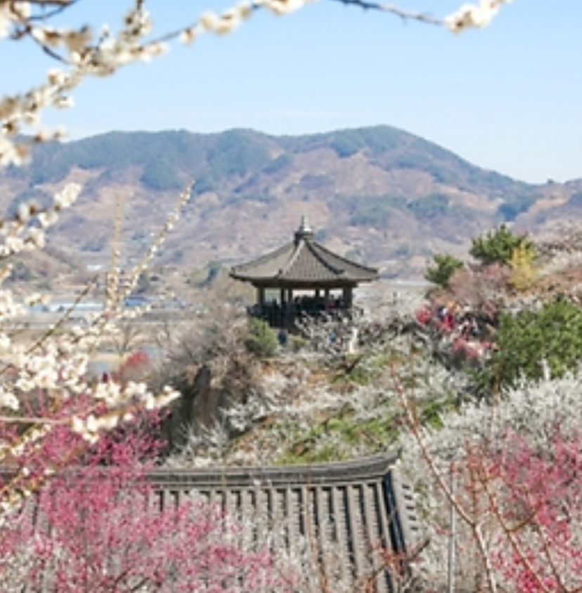 광양 매화마을 풍경