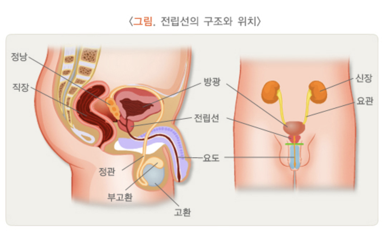 전립선 구조와 위치
