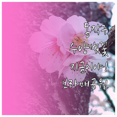 3월 서울 여행 동작구 수양벚꽃 개화..