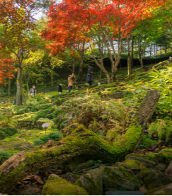 경기도 단풍 명소 곤지암 화담숲