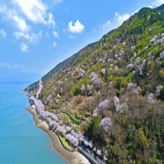 왼쪽에는 바다, 오른쪽에는 벚꽃과 산