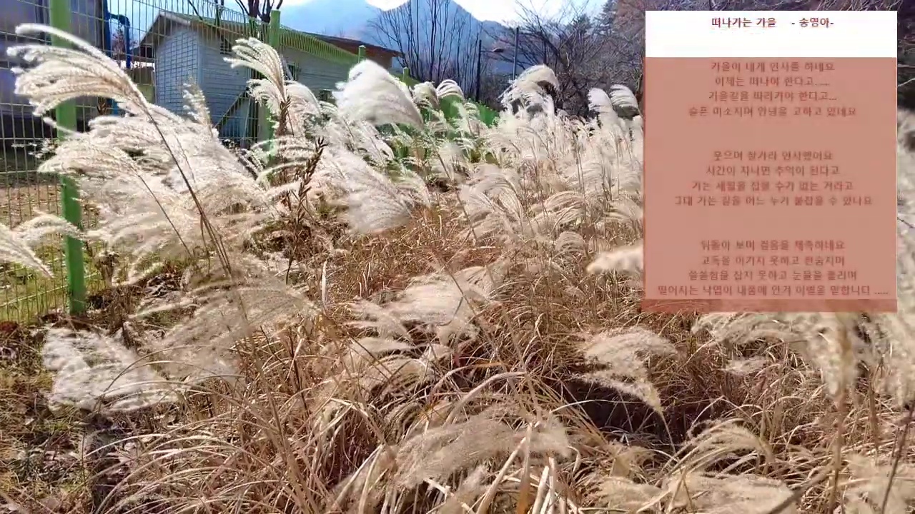 주차장 앞에서 가까이 바라본 늦가을 억새