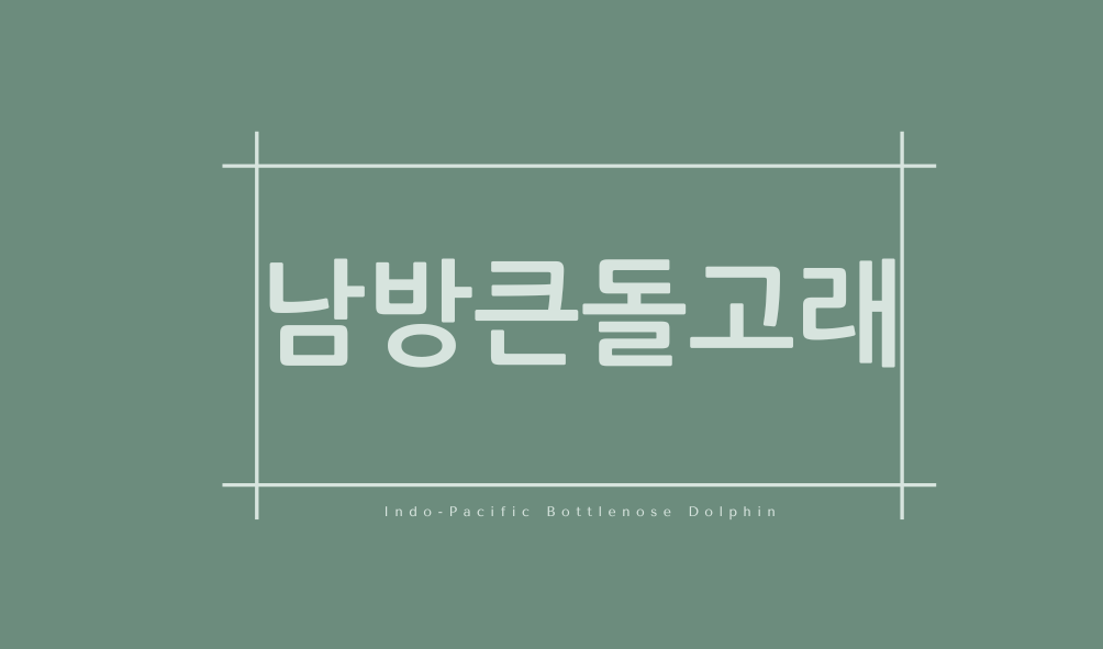 남방큰돌고래(Indo-Pacific Bottlenose Dolphin)