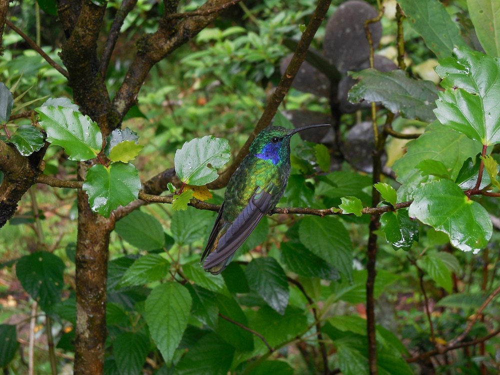 코스타리카여행 관련사진