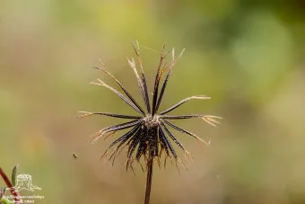 도깨비바늘 귀침초 자연이 준 해독의 명약 건강 효과_8