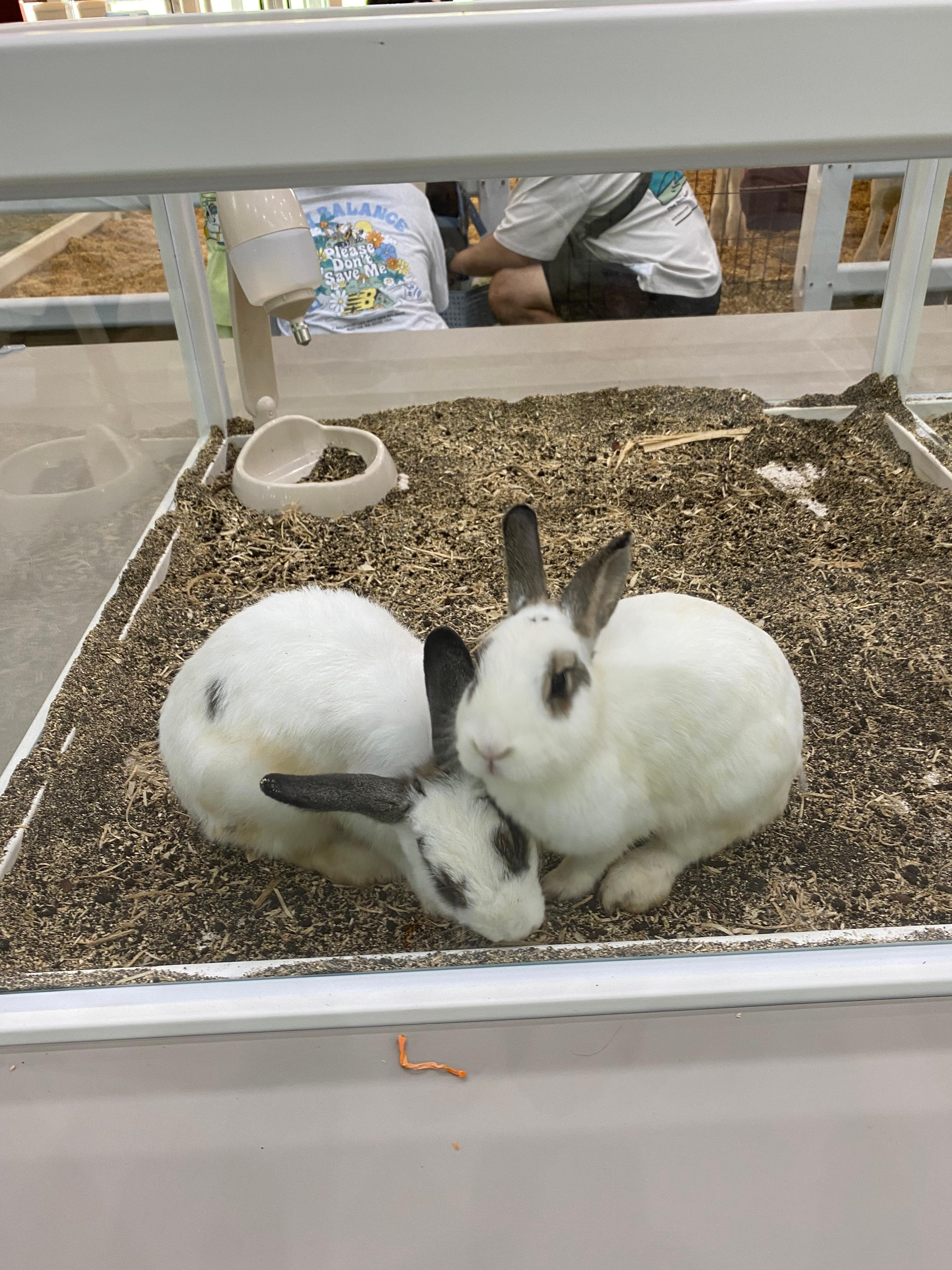 토끼들