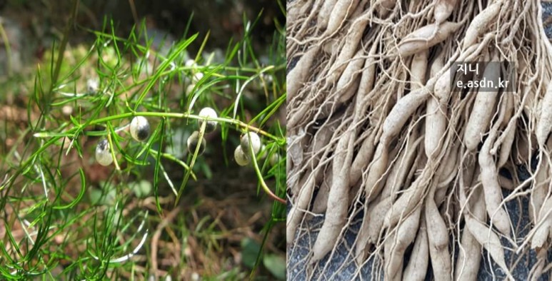 천문동 효능 10가지와 부작용 총정리...약초이야기 육십번째