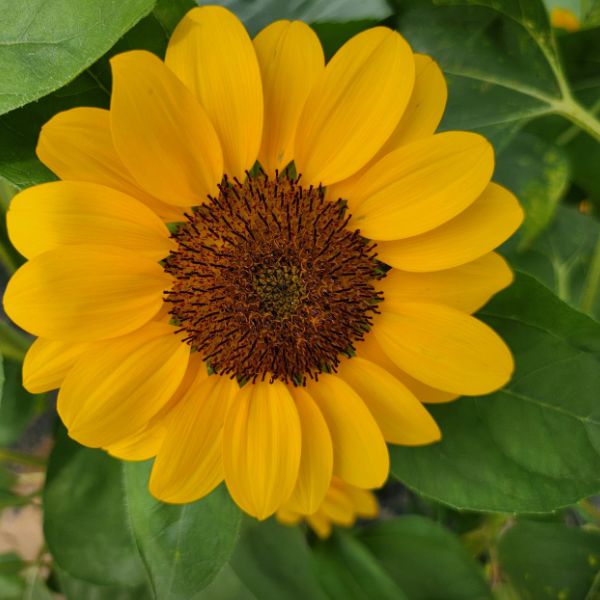 강주해바라기마을