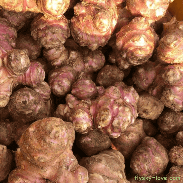 당뇨에 효과적인 돼지감자 특징 효능